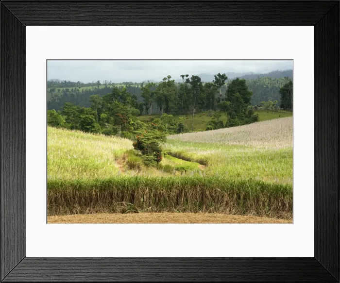 Framed Print : Sugarcane - huge fields of sugarcane are spread all over the Wet Tropics. This field is about to be harvested - Atherton Tablelands, Queensland, Australia Framed Print : Sugarcane - huge fields of sugarcane are spread all over the Wet Tropics. This field is about to be harvested - Atherton Tablelands, Queensland, Australia