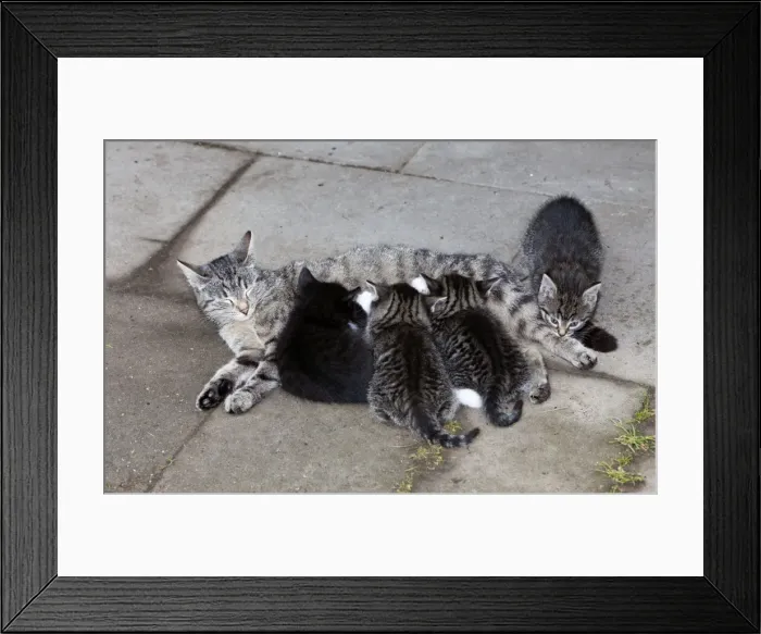 Framed Print : Cat - mother suckling four kittens outdoors - Lower Saxony - Germany
