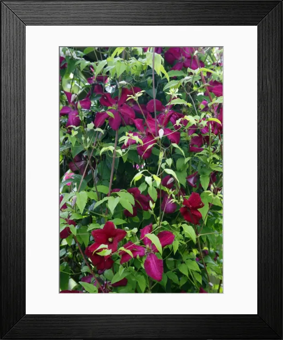 Framed Print : Clematis - Ville de Lyon growing in garden, Lower Saxony, Germany Framed Print : Clematis - Ville de Lyon growing in garden, Lower Saxony, Germany