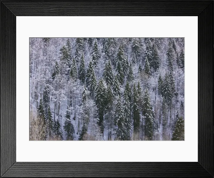 Framed Print : Norway Spruce forest in winter snow, on the Col de Faucille, Jura Mountains, east France Framed Print : Norway Spruce forest in winter snow, on the Col de Faucille, Jura Mountains, east France