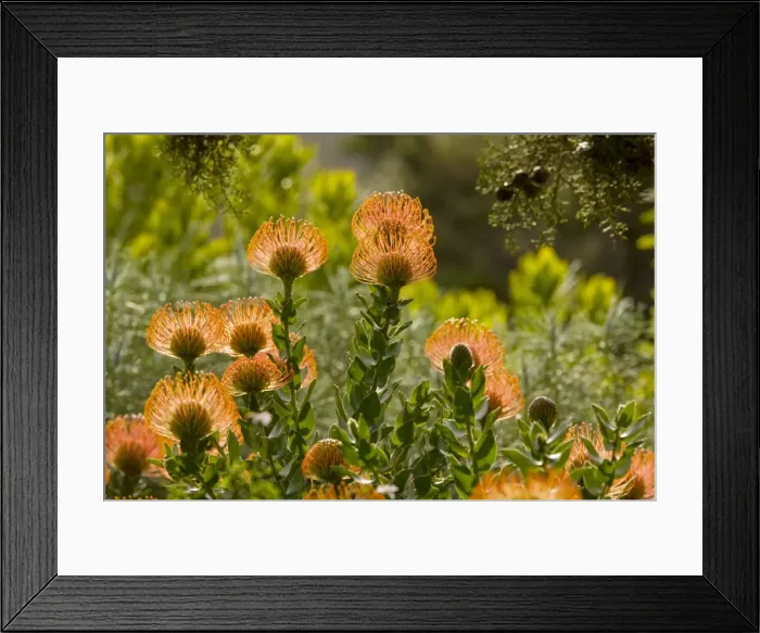 Framed Print : Pincushion bush - Cape town - South Africa Framed Print : Pincushion bush - Cape town - South Africa