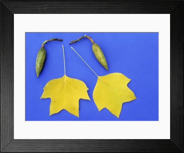 Framed Print : Tulip Tree - leaves in autumn colour, and ripening fruit pods, Lower Saxony, Germany Framed Print : Tulip Tree - leaves in autumn colour, and ripening fruit pods, Lower Saxony, Germany