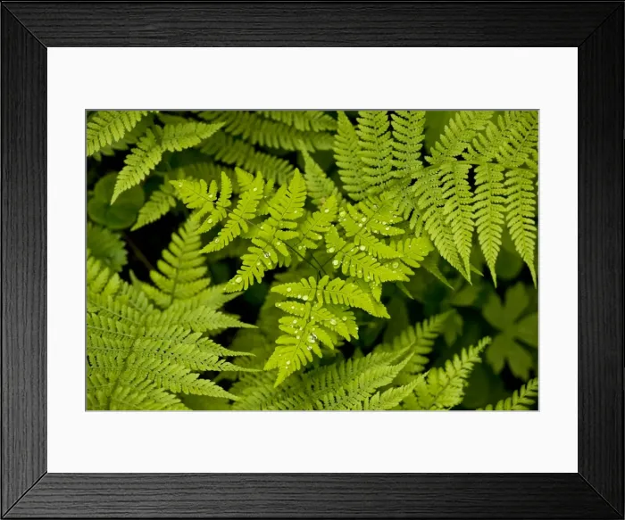 Framed Print : Oak Fern - in shady woodland Framed Print : Oak Fern - in shady woodland