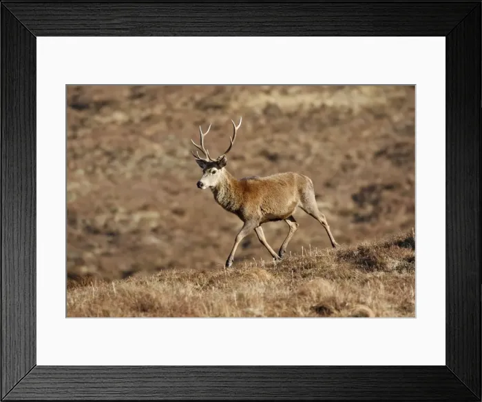 Framed Print : Red Deer - male. Scottish Moor - Aviemore - Scotland Framed Print : Red Deer - male. Scottish Moor - Aviemore - Scotland