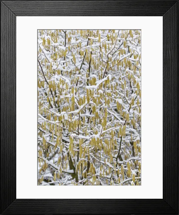 Framed Print : Common Hazel - catkins covered in snow - Lower Saxony - Germany Framed Print : Common Hazel - catkins covered in snow - Lower Saxony - Germany