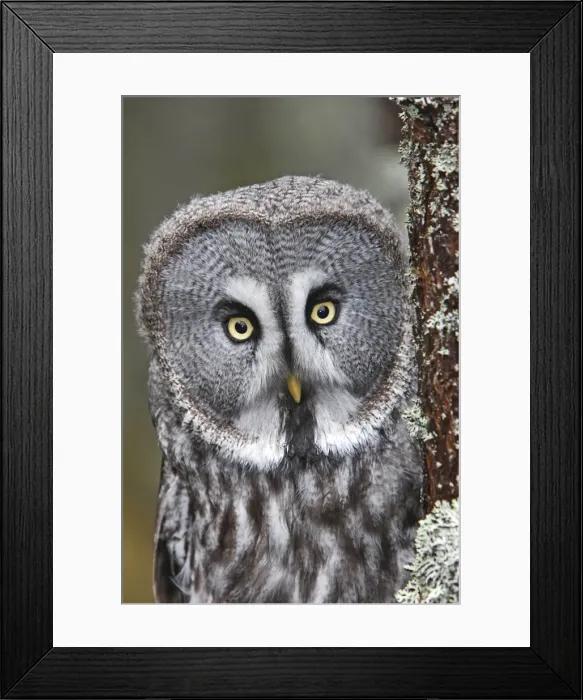 Framed Print : Great Grey Owl Framed Print : Great Grey Owl