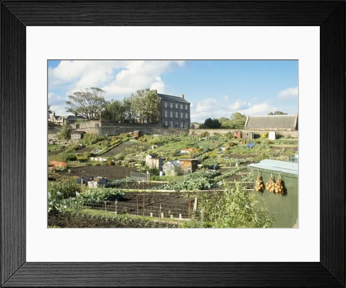 Framed Print : Alloments Berwick on Tweed, UK Framed Print : Alloments Berwick on Tweed, UK