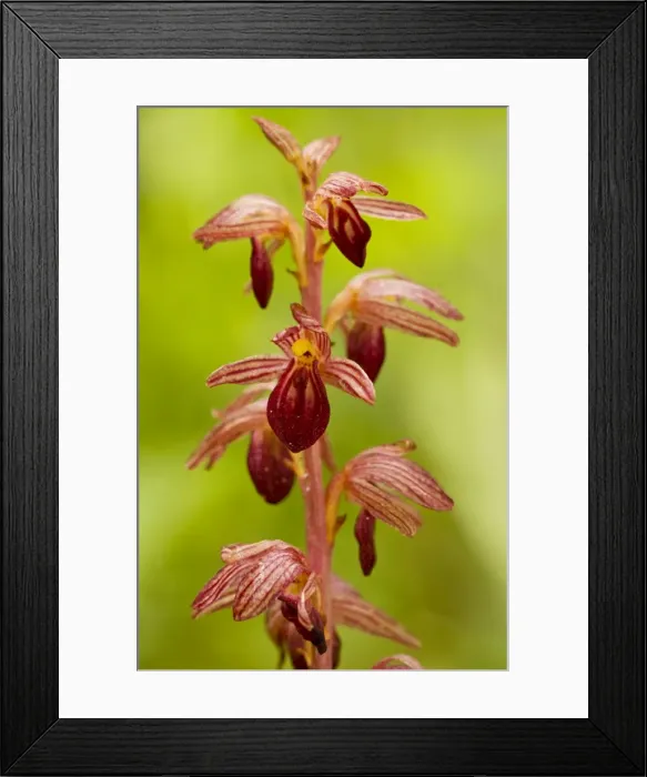 Framed Print : Striped Coral-root - in dense woodland, Canada Framed Print : Striped Coral-root - in dense woodland, Canada