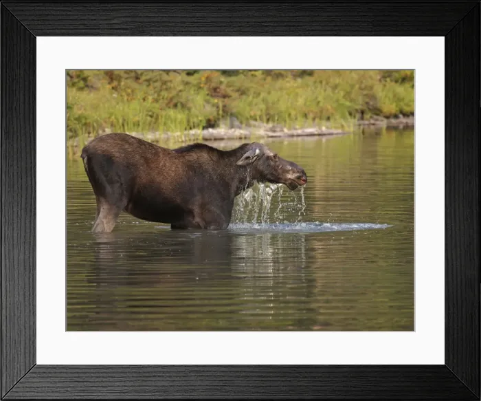Framed Print : Moose - in water - Waterton Lakes National Park - Canada Framed Print : Moose - in water - Waterton Lakes National Park - Canada