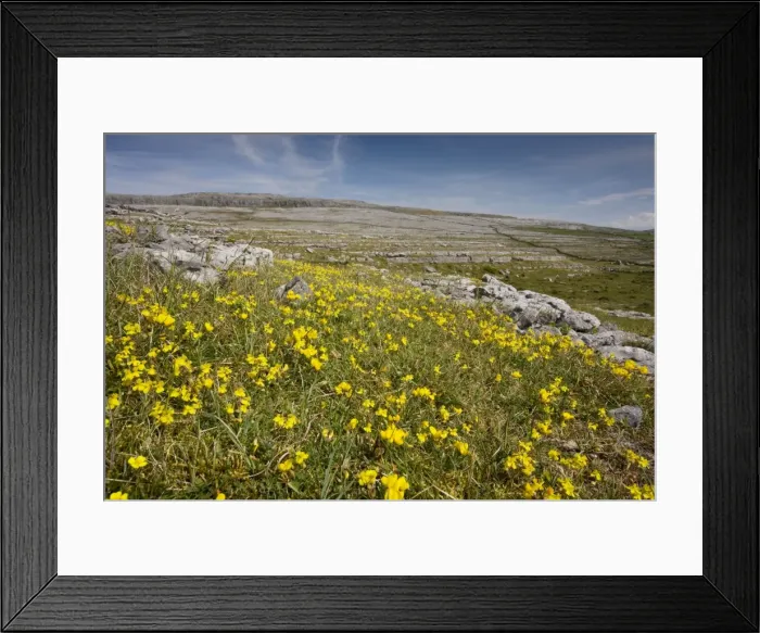 Framed Print : Hoary Rockrose and Bird's Foot Trefoil on limestone pavement / grassland, Black Head, the Burren, Eire Framed Print : Hoary Rockrose and Bird's Foot Trefoil on limestone pavement / grassland, Black Head, the Burren, Eire