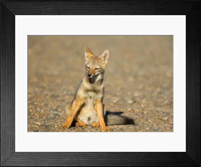 Framed Print : Patagonian Fox / Argentine Gray Fox / Argentine Grey Fox / South American Gray Fox / South American Grey Fox / Chilla - young fox sitting in the pampa resting - Reserva Faunistica Peninsula Valdes - UNESCO World Heritage Site - Atlantic Coast Framed Print : Patagonian Fox / Argentine Gray Fox / Argentine Grey Fox / South American Gray Fox / South American Grey Fox / Chilla - young fox sitting in the pampa resting - Reserva Faunistica Peninsula Valdes - UNESCO World Heritage Site - Atlantic Coast
