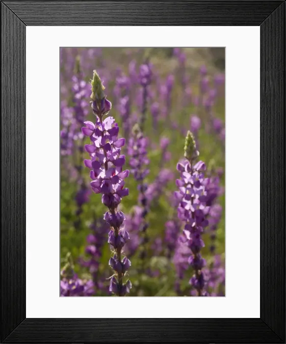 Framed Print : Arizona Lupine - spring - Anza Borrego Desert State Park - California - USA