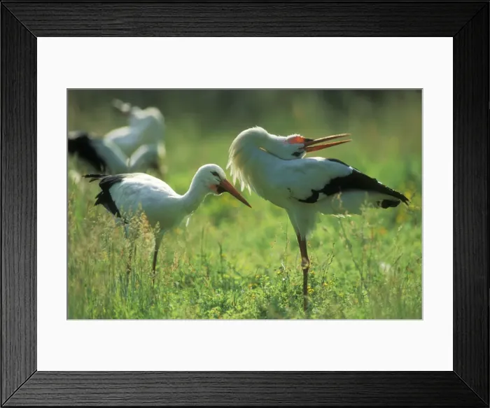 Framed Print : White Stork USH 442 Courtship display Ciconia ciconia © Duncan Usher / ardea. com Framed Print : White Stork USH 442 Courtship display Ciconia ciconia © Duncan Usher / ardea. com