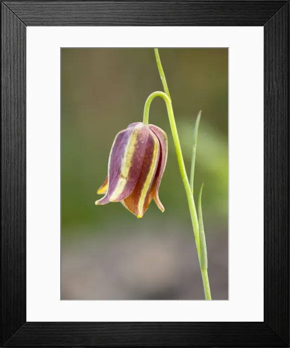 Framed Print : Portuguese  /  Lusitanian Fritillary - Algarve, Portugal