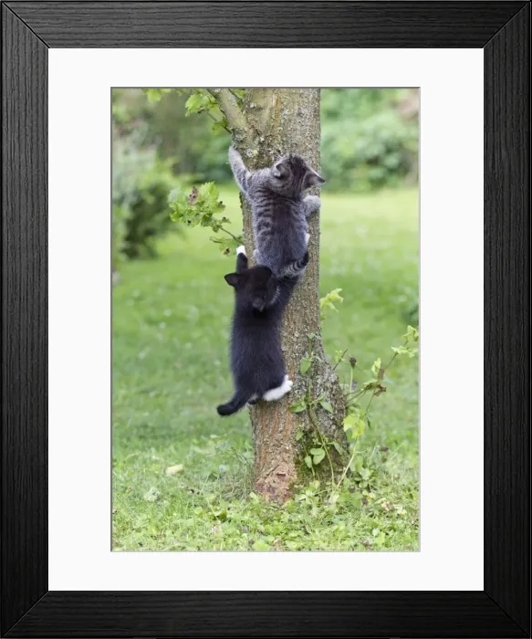 Framed Print : Cat - two kittens climbing tree trunk - Lower Saxony - Germany Framed Print : Cat - two kittens climbing tree trunk - Lower Saxony - Germany
