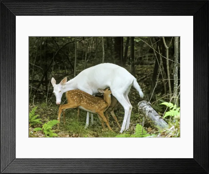 Framed Print : White-tailed Deer TOM 596 Albino doe nursing normal colored fawns - Michigan, N. A. July. Odocoileus virginianus © Tom & Pat Leeson / ardea. com Framed Print : White-tailed Deer TOM 596 Albino doe nursing normal colored fawns - Michigan, N. A. July. Odocoileus virginianus © Tom & Pat Leeson / ardea. com