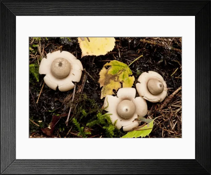 Framed Print : Rosy Earthstar - on the ground in deciduous woodland Framed Print : Rosy Earthstar - on the ground in deciduous woodland