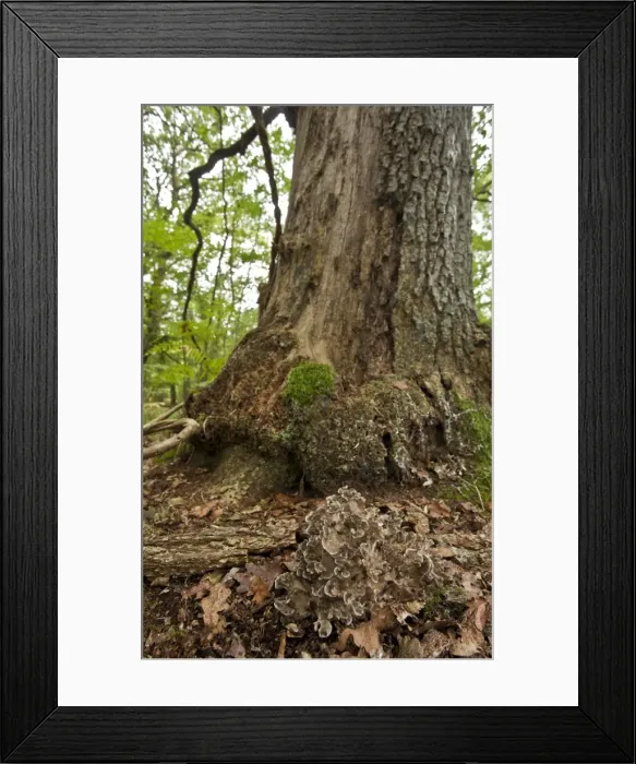 Framed Print : Hen of the Woods - uncommon edible fungus at the base of a lightning-struck oak tree - Langley Woods - Wiltshire - UK Framed Print : Hen of the Woods - uncommon edible fungus at the base of a lightning-struck oak tree - Langley Woods - Wiltshire - UK