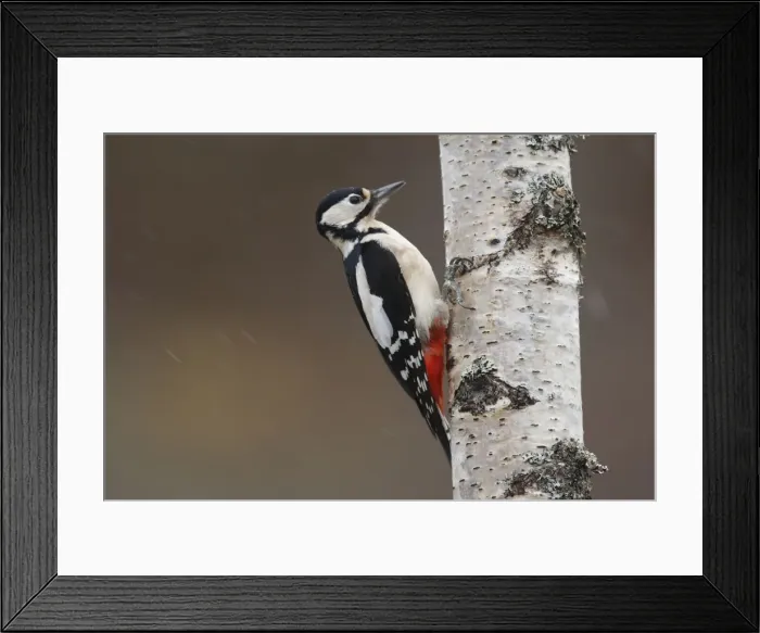 Framed Print : Great Spotted Woodpecker - on silver birch tree trunk. Scotland Framed Print : Great Spotted Woodpecker - on silver birch tree trunk. Scotland
