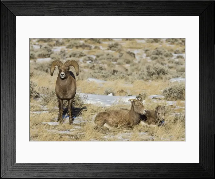 Framed Print : Bighorn Sheep - family - ram, ewe and lamb - Autumn - Wyoming - USA _E7C2425 Framed Print : Bighorn Sheep - family - ram, ewe and lamb - Autumn - Wyoming - USA _E7C2425