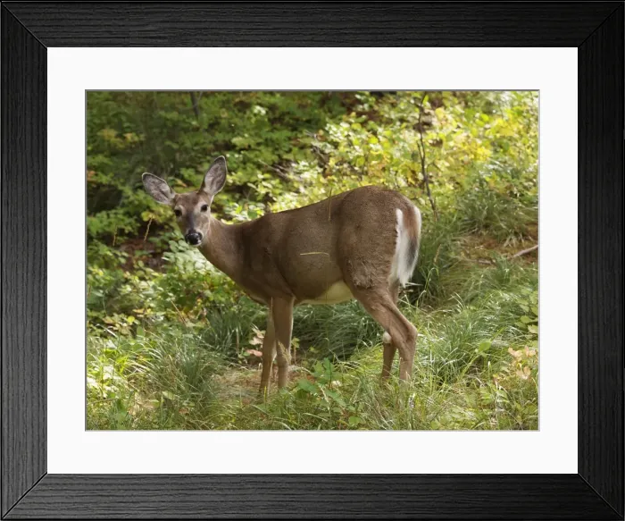 Framed Print : White-tailed Deer - Glacier National Park - USA Framed Print : White-tailed Deer - Glacier National Park - USA