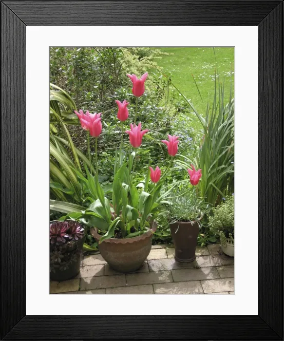 Framed Print : Spring garden Jaqueline pink tulips in pot Framed Print : Spring garden Jaqueline pink tulips in pot