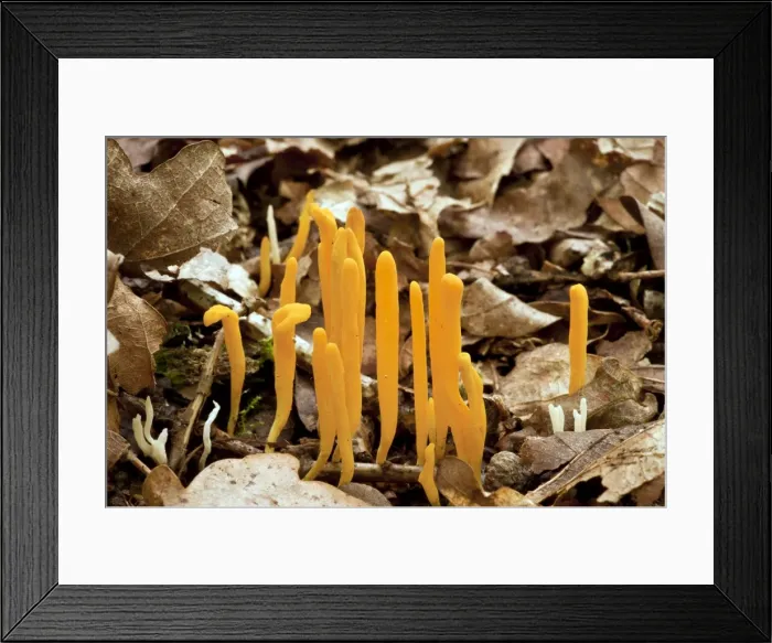 Framed Print : Yellow Clubs fungi - amongst leaf litter - Langley Wood - Wiltshire - UK Framed Print : Yellow Clubs fungi - amongst leaf litter - Langley Wood - Wiltshire - UK