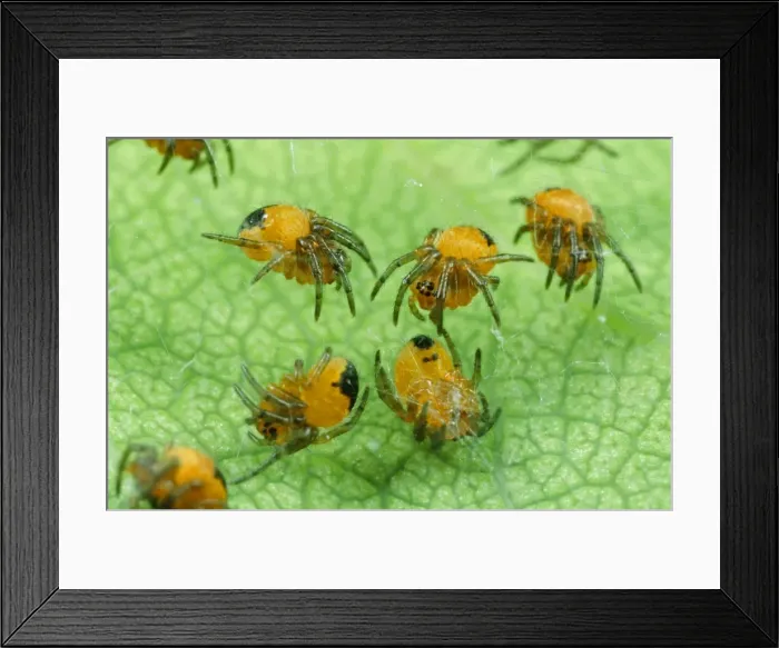 Framed Print : Garden Spider - babies, UK Framed Print : Garden Spider - babies, UK