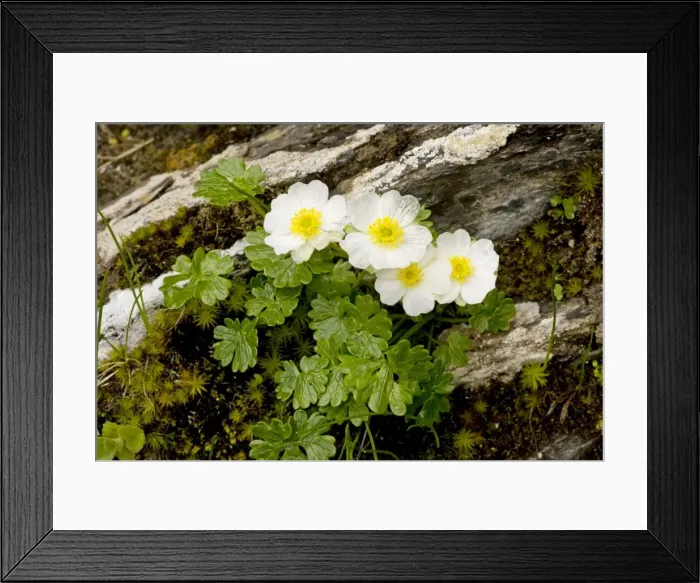 Framed Print : Alpine Buttercup - in flower, Swiss Alps Framed Print : Alpine Buttercup - in flower, Swiss Alps