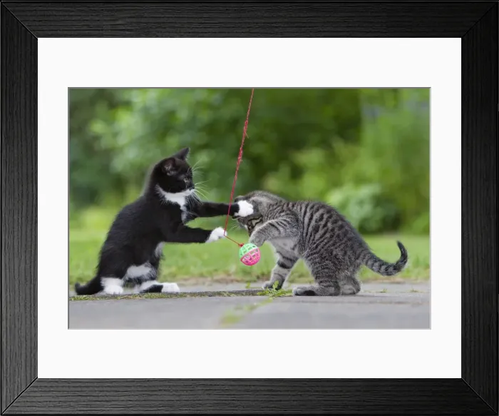 Framed Print : Cat - two kittens playing with bell-ball in garden - Lower Saxony - Germany Framed Print : Cat - two kittens playing with bell-ball in garden - Lower Saxony - Germany