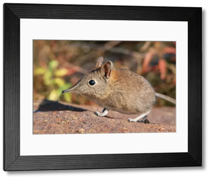 Framed Print : Rock Elephant Shrew VAN 6 Marakele National Park, South Africa. Elephantulus myurus © Ingrid van den Berg / ardea. com Framed Print : Rock Elephant Shrew VAN 6 Marakele National Park, South Africa. Elephantulus myurus © Ingrid van den Berg / ardea. com