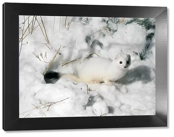 Stoat  /  Ermine  /  Short-tailed weasel - in snow - The stoat is known as Ermine during the winter when it has a white winter coat - Common throughout UK and Ireland - northern temperate parts of Eurasia and North America