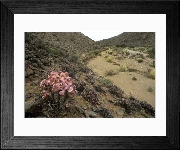 Framed Print : Hoodia - flowering in natural habitat Framed Print : Hoodia - flowering in natural habitat