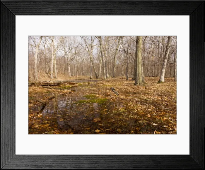 Framed Print : White Oak and Northern Red Oak woodland in Peebles Island State Park, Albany, New York Framed Print : White Oak and Northern Red Oak woodland in Peebles Island State Park, Albany, New York