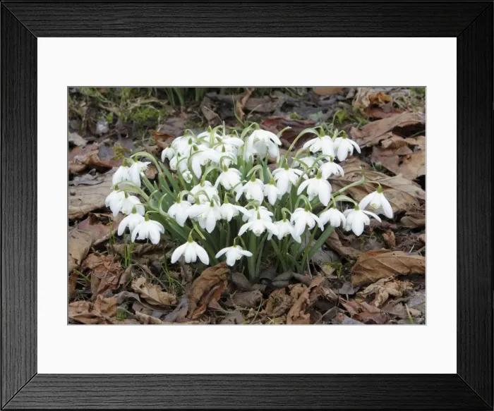 Framed Print : Snowdrop - flowers amongst leaf litter in garden - Lower Saxony - Germany Framed Print : Snowdrop - flowers amongst leaf litter in garden - Lower Saxony - Germany