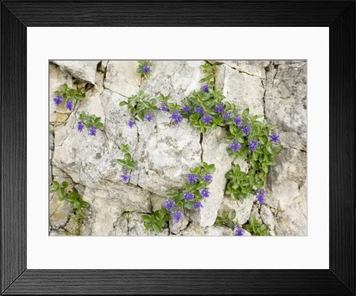 Framed Print : Bluish Paederota - on limestone, Monte Baldo, Italy Framed Print : Bluish Paederota - on limestone, Monte Baldo, Italy