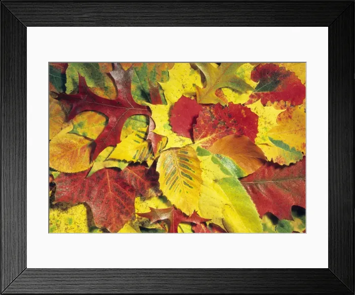 Framed Print : Autumn Leaves - Hornbeam, Beech (Fagus sylvatica), Aspen (Populus tremula), Scarlet Oak (Quercus coccinea), Norway Maple (Acer platanoides), Cherry (Prunus avium), Lower Saxony, Germany Framed Print : Autumn Leaves - Hornbeam, Beech (Fagus sylvatica), Aspen (Populus tremula), Scarlet Oak (Quercus coccinea), Norway Maple (Acer platanoides), Cherry (Prunus avium), Lower Saxony, Germany