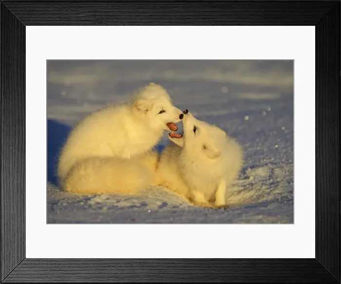 Framed Print : Arctic Fox TOM 599 Two being playful in winter - Canada Alopex lagopus © Tom & Pat Leeson / ardea. com Framed Print : Arctic Fox TOM 599 Two being playful in winter - Canada Alopex lagopus © Tom & Pat Leeson / ardea. com