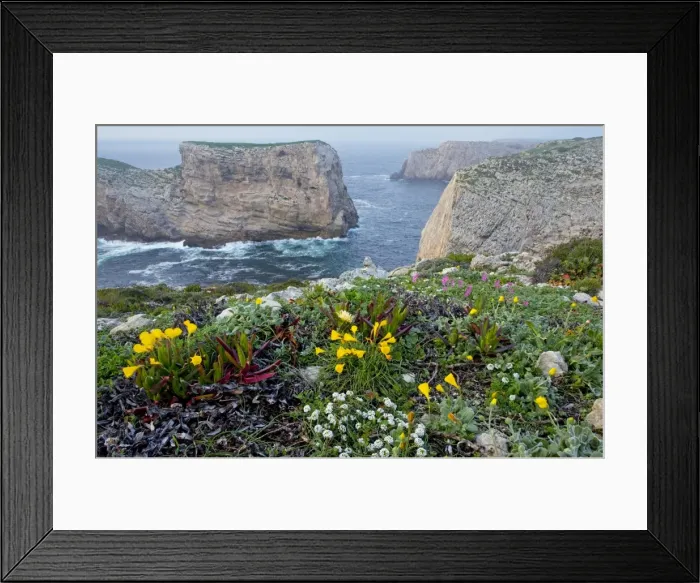 Framed Print : Spring wildflowers including narcissi and mediterranean pink catchfly on Dolomite cliff-top, Cape St. Vincent, Algarve, Portugal Framed Print : Spring wildflowers including narcissi and mediterranean pink catchfly on Dolomite cliff-top, Cape St. Vincent, Algarve, Portugal