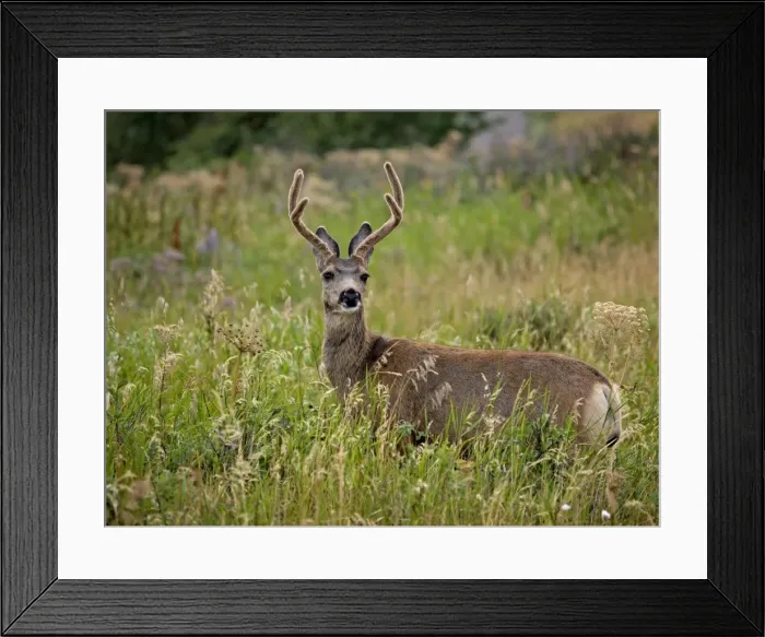 Framed Print : White-tailed Deer - Waterton Lakes NP - Canada Framed Print : White-tailed Deer - Waterton Lakes NP - Canada
