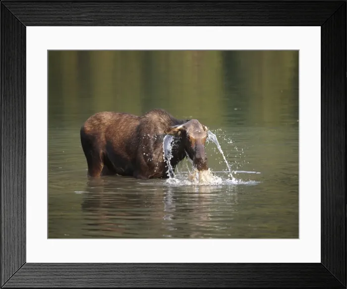 Framed Print : Moose - in water - Waterton Lakes National Park - Canada