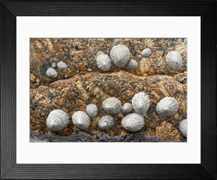 Framed Print : Limpets - on granite rock at Sennen Cove - Land's End - Cornwall - UK Framed Print : Limpets - on granite rock at Sennen Cove - Land's End - Cornwall - UK