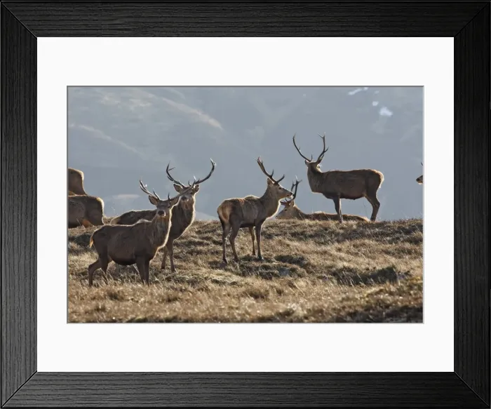 Framed Print : Red Deer - male. Scottish Moor - Aviemore - Scotland Framed Print : Red Deer - male. Scottish Moor - Aviemore - Scotland
