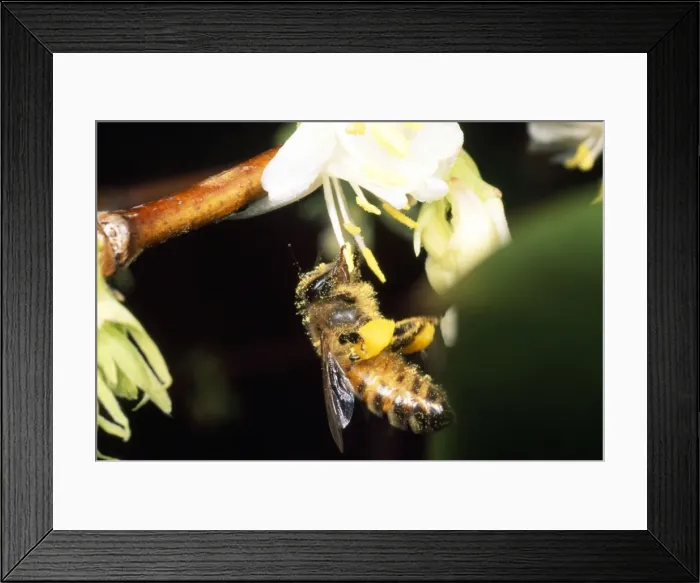 Framed Print : Honey Bee - with pollen baskets - UK Framed Print : Honey Bee - with pollen baskets - UK