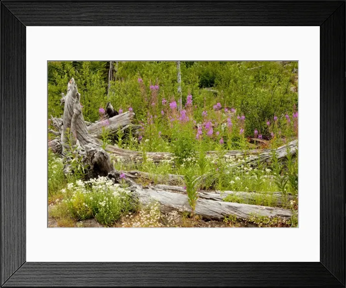Framed Print : Regenerating flowers including Fireweed or Rosebay Willowherb, among burnt pines on Mount St Helens National Park, Washington, USA, North America