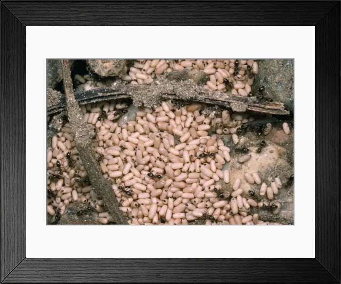 Framed Print : Black Garden Ant - nest with pupae - UK