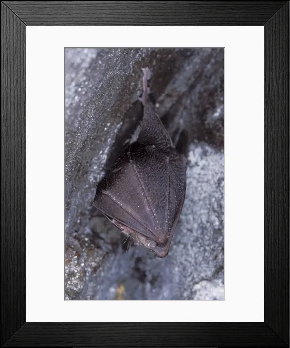 Framed Print : Lesser Horseshoe Bat - hibernation at cave - Argonne - France Framed Print : Lesser Horseshoe Bat - hibernation at cave - Argonne - France