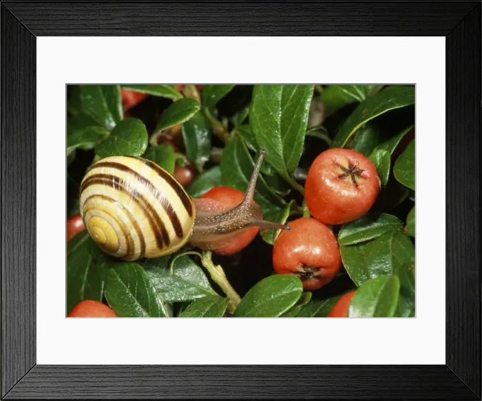 Framed Print : Humbug Snail / White-lipped Banded - on fruit - UK Framed Print : Humbug Snail / White-lipped Banded - on fruit - UK
