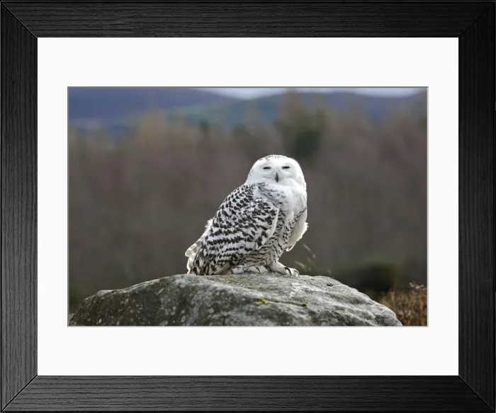 Framed Print : Snowy Owl - resting on rock Framed Print : Snowy Owl - resting on rock