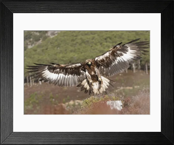 Framed Print : Golden Eagle - in flight - landing. Scottish Moor - Aviemore - Scotland Framed Print : Golden Eagle - in flight - landing. Scottish Moor - Aviemore - Scotland